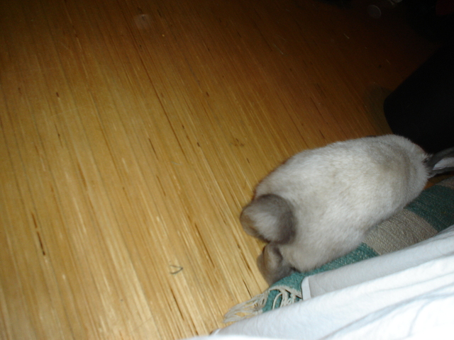 dsc02286.jpg
