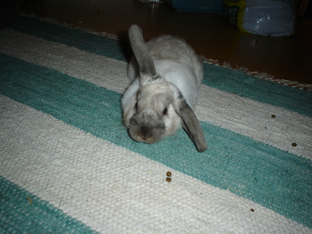 dsc02309.jpg