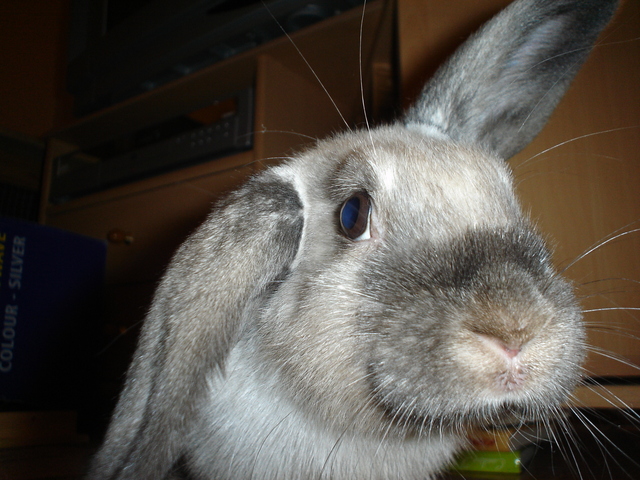 dsc02117.jpg