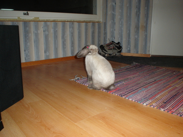 dsc02236.jpg
