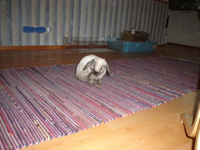 dsc02238.jpg