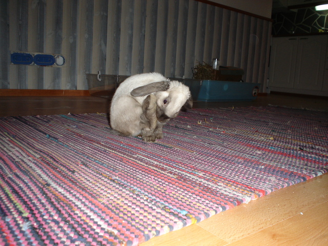 dsc02240.jpg