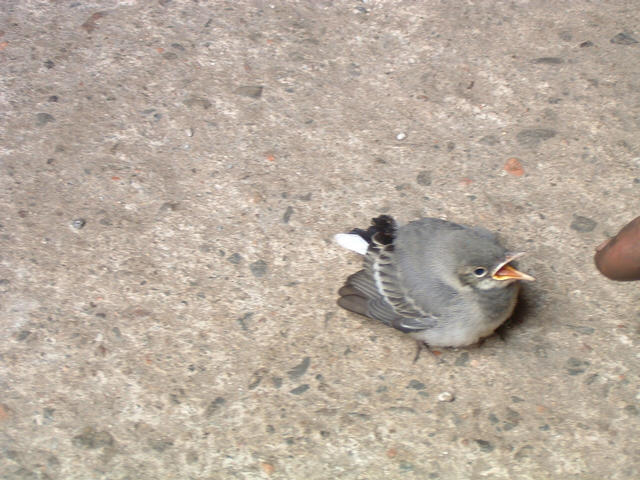 dscf0083.jpg