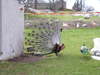 p1010008.jpg