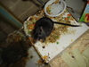 dsc02146.jpg