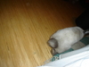 dsc02286.jpg
