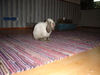 dsc02239.jpg