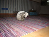 dsc02240.jpg