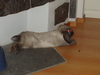 dsc02737.jpg