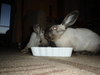 dsc02128.jpg