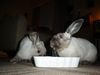 dsc02129.jpg