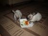 dsc02131.jpg
