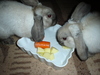 dsc02134.jpg
