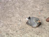 dscf0083.jpg