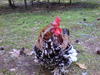 dsc00120.jpg
